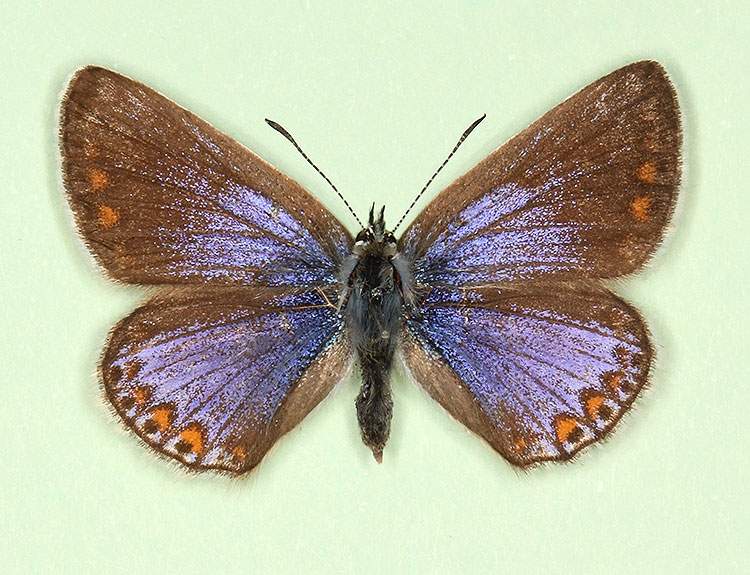 Polyommatus icarus female (aberrant form apicata-thestylis) (Internet Image property of respective owner, non-commercial use only)